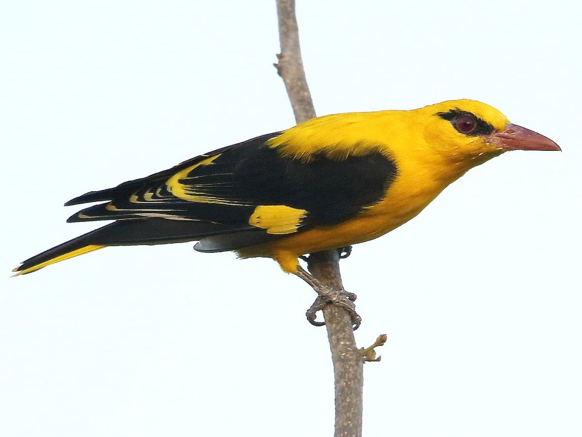 Indian Golden Oriole